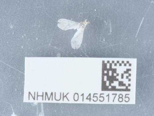 Conwentzia psociformis (Curtis, 1834) - 014551785_3