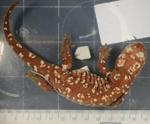 Salamandra infraimmaculata - 1946.9.6.27-pic1