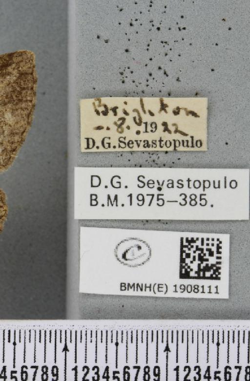 Peribatodes rhomboidaria (Denis & Schiffermüller, 1775) - BMNHE_1908111_label_471061