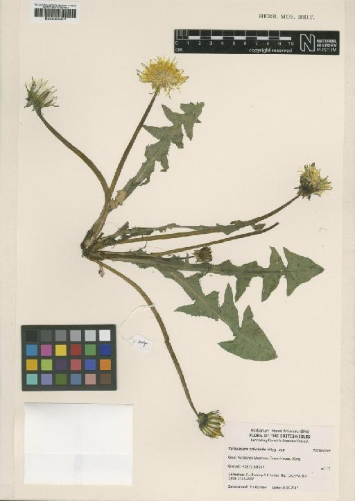 Taraxacum officinale F.H.Wigg. - BM000954801