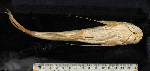 Aelurichthys isthmensis Regan, 1907 - 1877.5.31.7-8b; Aelurichthys isthmensis; ventral view; ACSI Project image