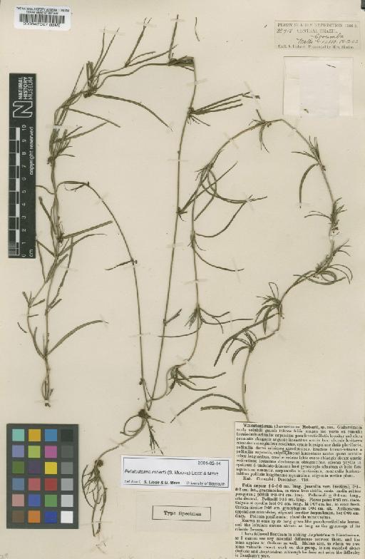 Cynanchum roberti (Moore) Malme - BM000547007