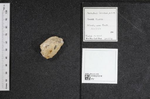 Acrodus leiodus (Smith Woodward, 1887) - 010021514_L010040363