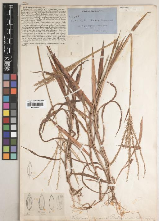Digitaria angolensis Rendle - BM000835267