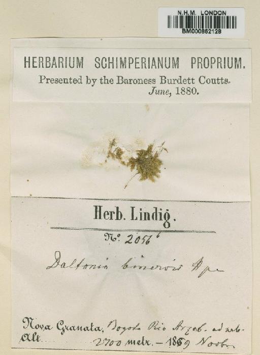 Helicoblepharum daltoniaceum (Hampe) Broth. - BM000862128