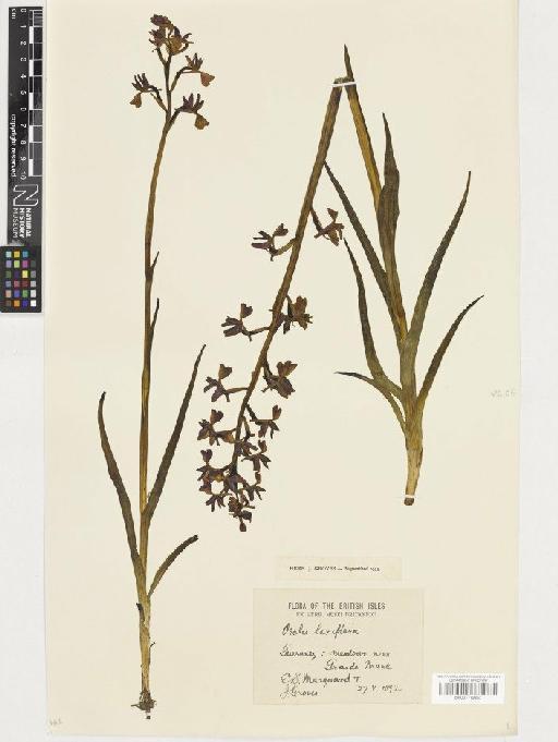 Anacamptis laxiflora (Lam.) R.M.Bateman, Pridgeon & M.W.Chase - BM001110653