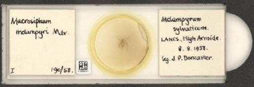 Macrosiphum melanpyri Mordvilko, 1919 - 010004151_112680_1094844