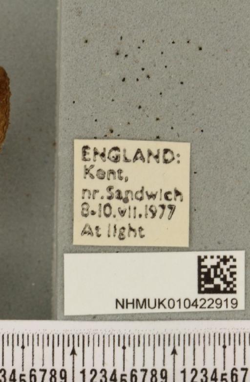 Hypena proboscidalis (Linnaeus, 1758) - NHMUK_010422919_label_536388