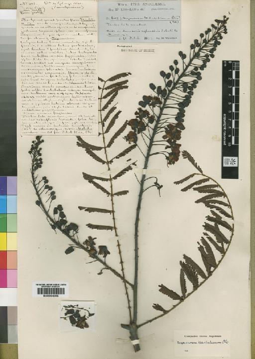 Caesalpinia welwitschiana (Oliv.) Brenan - BM000842332