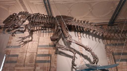 Allosaurus fragilis Marsh, 1877 - NHMUK PV R 12153