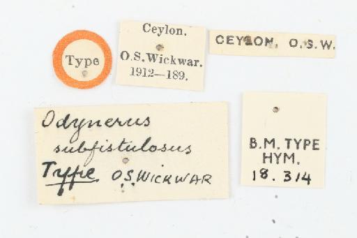 Odynerus subfistulosus Wickwar, 1908 - 010577178_Odynerus_subfistulosus_labels
