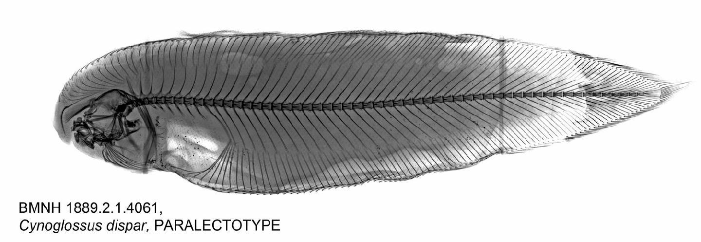 To NHMUK collection (Cynoglossus dispar Day, 1877; PARALECTOTYPE(S); NHMUK:ecatalogue:3115195)