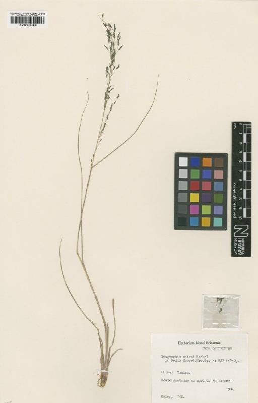 Eragrostis mairei Hack. - BM000959498