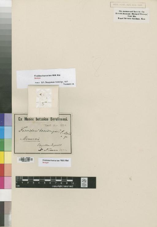 Fissidens intromarginatus (Hampe) A.Jaeger - BM000871870