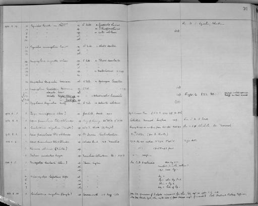 Conchoderma virgatum Spengler, 1789 - Zoology Accessions Register: Crustacea (Entomostraca): 1938 - 1963: page 70