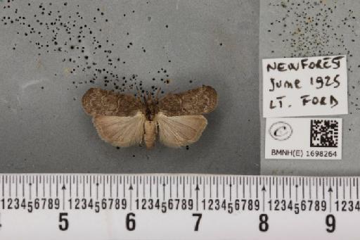 Nycteola revayana ab. plumbea Sheldon, 1919 - BMNHE_1698264_295341