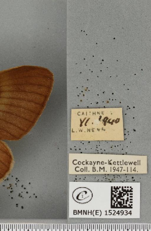 Lasiocampa quercus quercus ab. olivacea Tutt, 1902 - BMNHE_1524934_label_193802