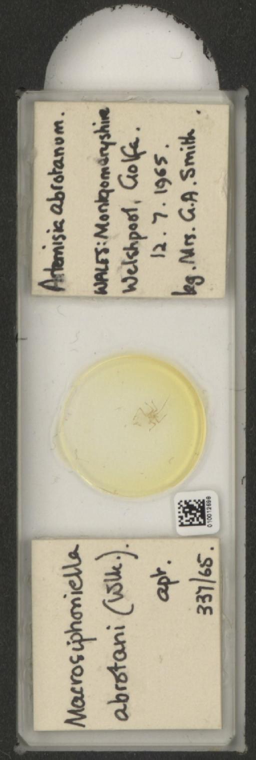 Macrosiphoniella abrotani Walker, 1852 - 010012698_112658_1094710