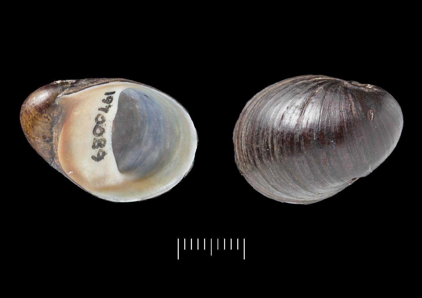 To NHMUK collection (Neritina californica Reeve, 1855; SYNTYPES; NHMUK:ecatalogue:3505099)