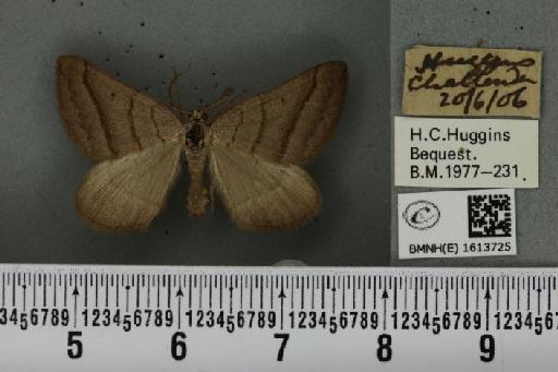 Scotopteryx luridata plumbaria (Fabricius, 1775) - BMNHE_1613725_304374