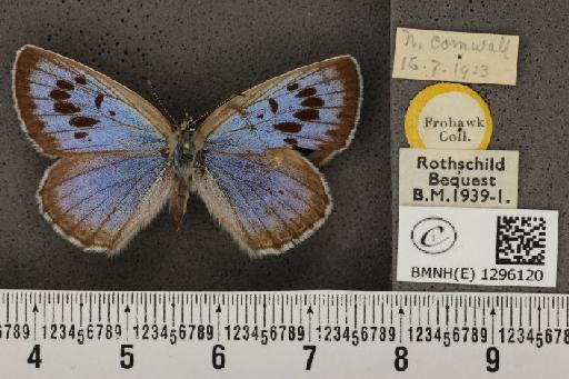 Maculinea arion eutyphron (Fruhstorfer, 1915) - BMNHE_1296120_147072