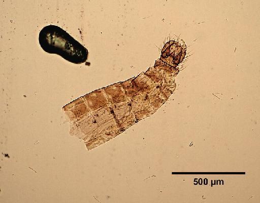 Culicoides kotonkan Boorman & Dipeolu, 1979 - Culicoides_kotonkan-1633272-abdomen