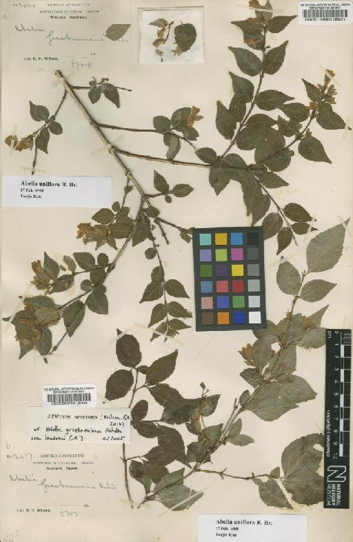 Abelia uniflora R.Br. - BM000019690