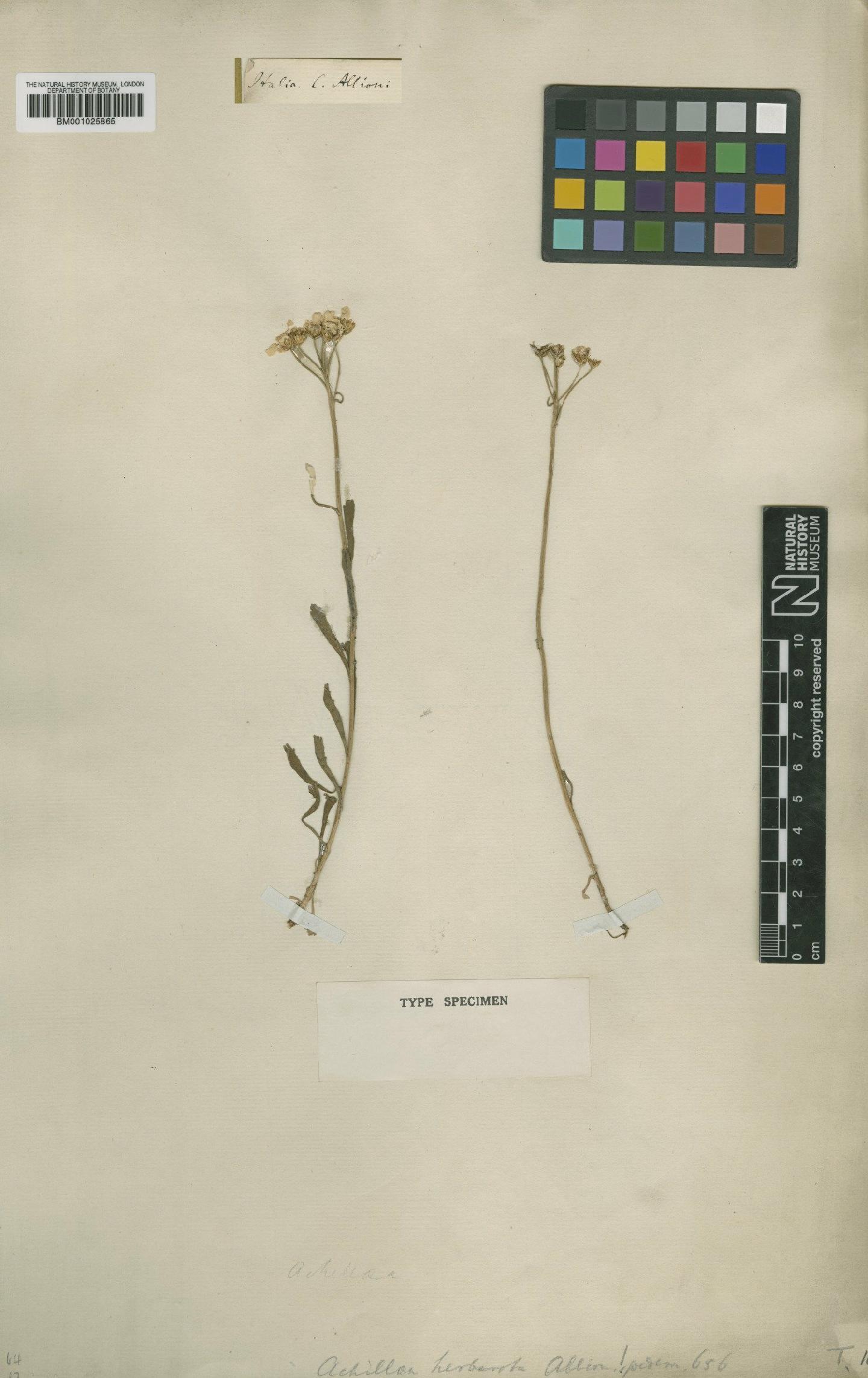 To NHMUK collection (Achillea erba-rotta subsp. erba-rotta All.; Type; NHMUK:ecatalogue:1884013)