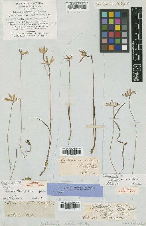 Caladenia catenata (Sm.) Druce - BM000990430