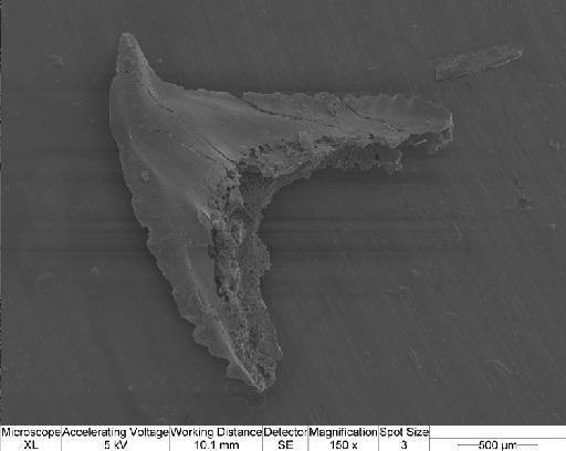 Omanognathus daiqaensis Miller et al. 2017 - cgmx0738.tif