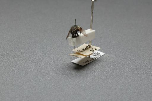 Sarcophaga (Myorhina) nigriventris Meigen, 1826 - 015091857_additional_3