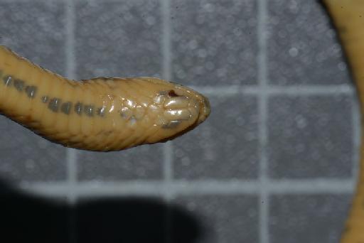 Atractus erythromelas Boulenger, 1903 - Image of specimen 1946.1.7.15