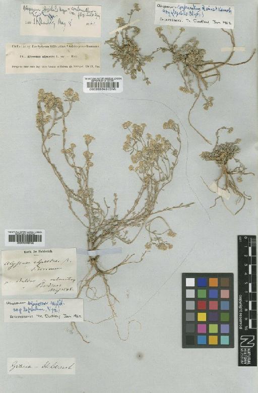 Alyssum condensatum subsp. flexibile (Madam) Dudley - BM000946195