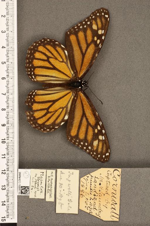 Danaus plexippus (Linnaeus, 1758) - BMNHE_1084116_53275