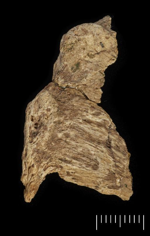 Scelidotherium leptocephalum Owen, 1840 - NHMUK PV M 82206 A (b) Fragment (2).tif