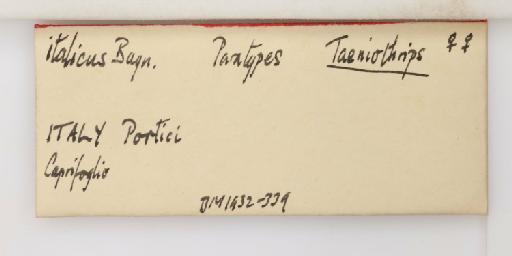 Thrips italicus (Bagnall, 1926) - 014310268_additional