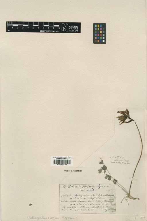 Astragalus monspessulanus subsp. illyricus (Bernh.) Chater - BM000751007