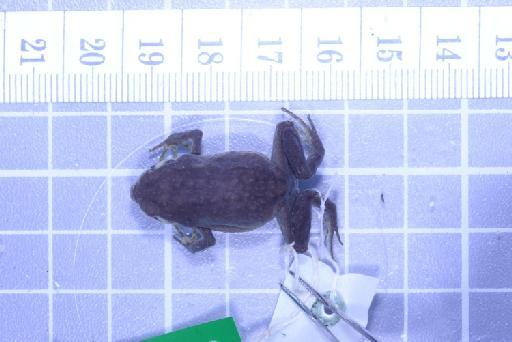 Callulops humicola compta (Zweifel, 1972) - Image of specimen 1961.857