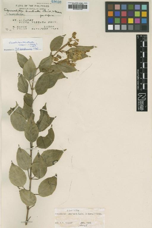 Creochiton bracteata (Quisumb. & Merr.) Veldkamp - BM000944491