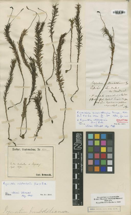 Pogonatum procerum (Lindb) Schimp. in A.Jaeger - BM000960707_a