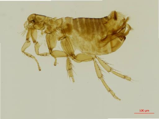 Ectinorus budini Jordan & Rothschild, N. C., 1923 - 010179232_specimen