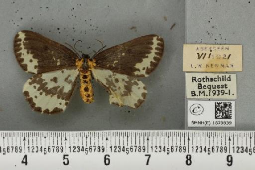 Abraxas grossulariata (Linnaeus, 1758) - BMNHE_1879839_438185