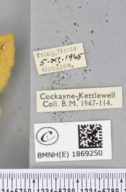 Colotois pennaria ab. aurantiaca Lempke, 1951 - BMNHE_1869250_label_450634