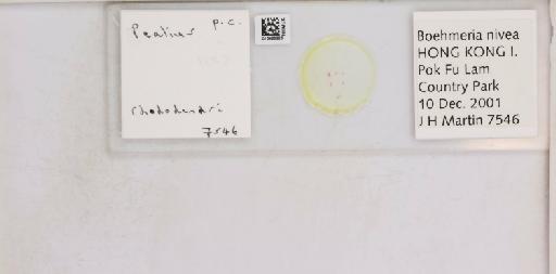 Pealius rhododendrae Takahashi, 1935 - 013488226_117725_1092324_157653_NonType