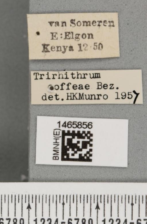Trirhithrum coffeae Bezzi, 1918 - BMNHE_1465856_label_27133