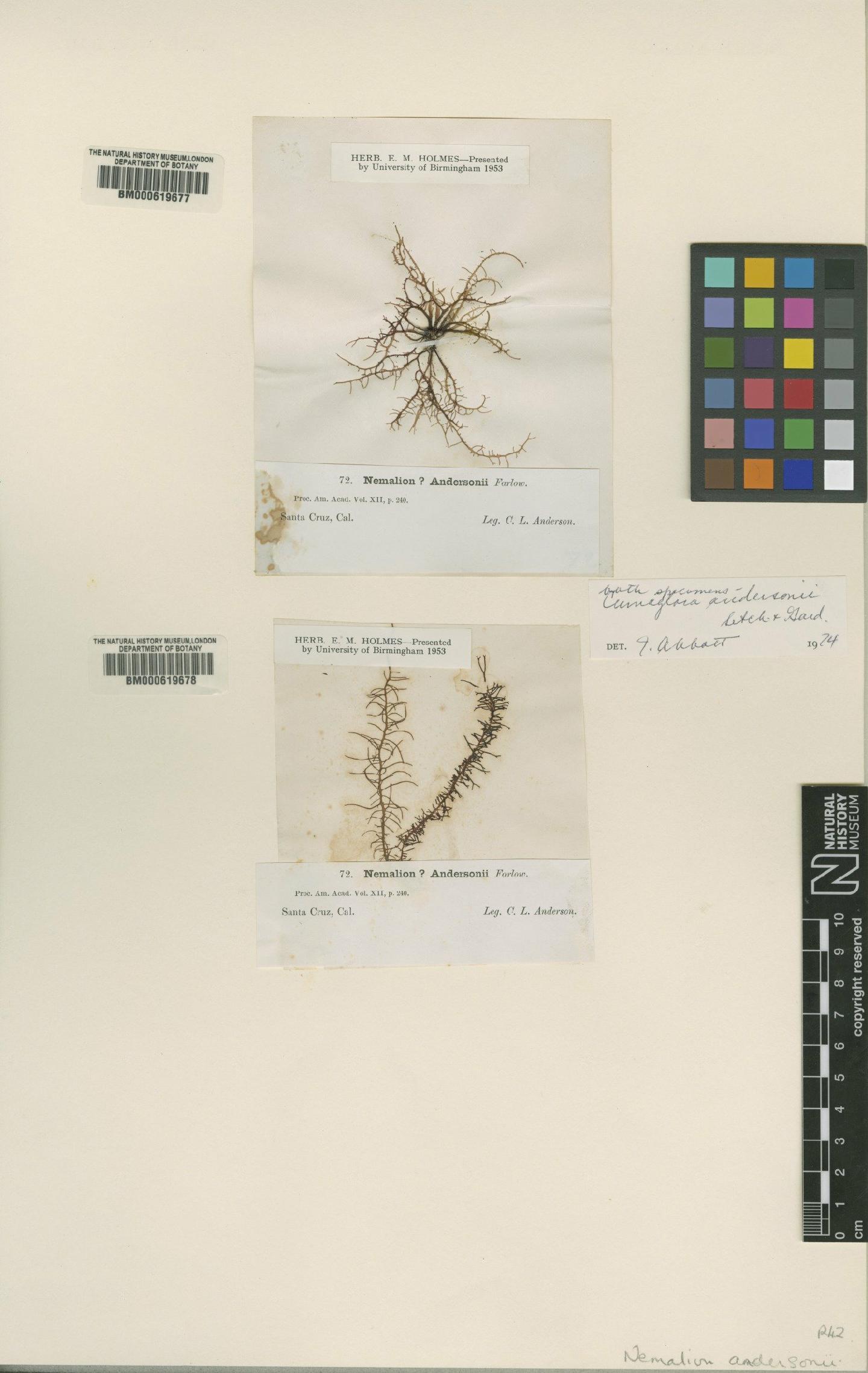 To NHMUK collection (Cumagloia andersonii (Farlow) Setch. & N.L.Gardner; Type; NHMUK:ecatalogue:4791737)