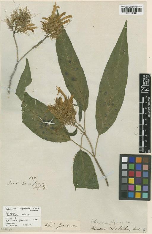 Schaueria calicotricha (Link & Otto) Nees - BM001001855