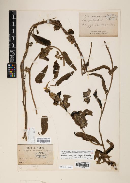 Ipomoea mekongensis (Gagnep. & Courchet) J.R.I.Wood & Scotland - 000927943