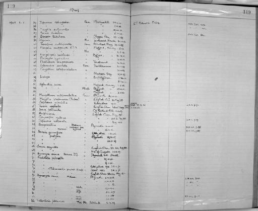Irene pellucida (Will, 1844) - Zoology Accessions Register: Coelenterata: 1934 - 1951: page 119