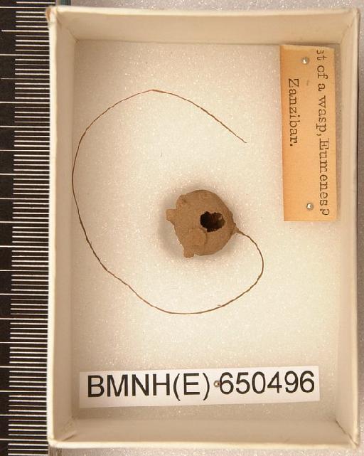 Eumenes - Hymenoptera Nest BMNH(E) 650496